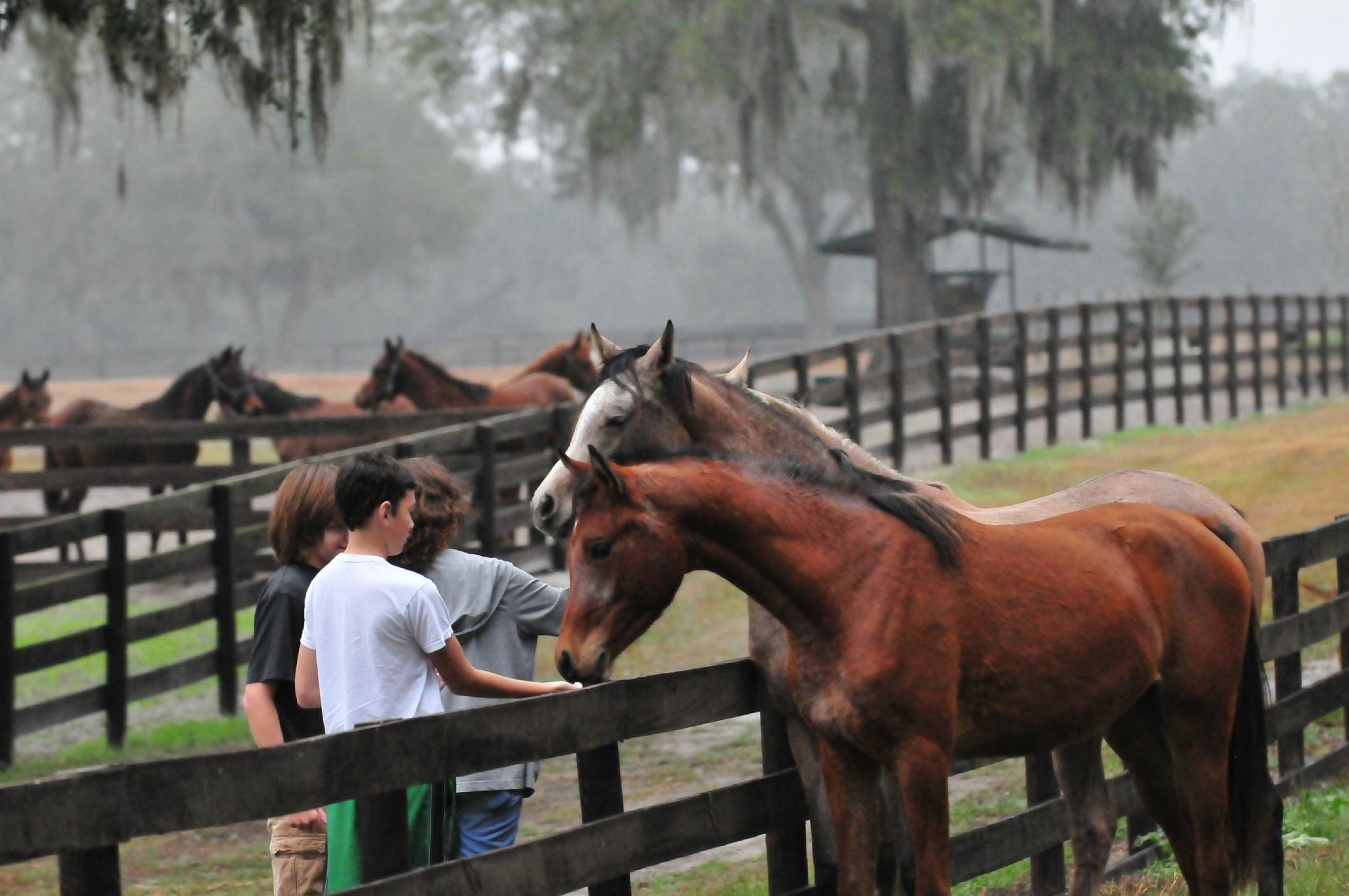 People with horses in Ocala, Florida